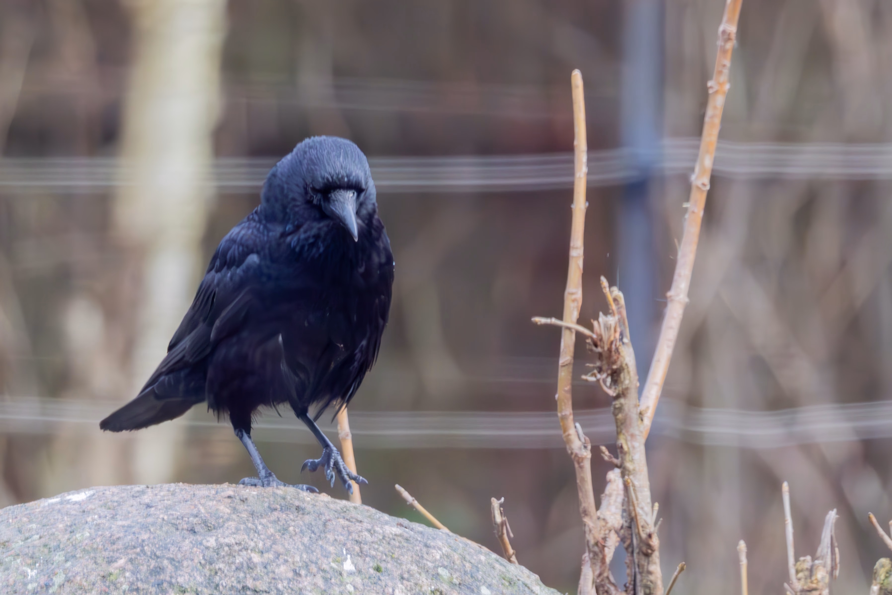 photographie prise au zoo de Mulhouse